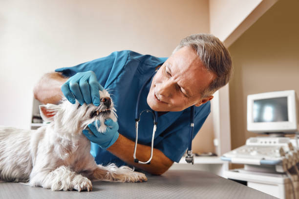 Best Emergency Broken Tooth Repair in Gray Summit, MO